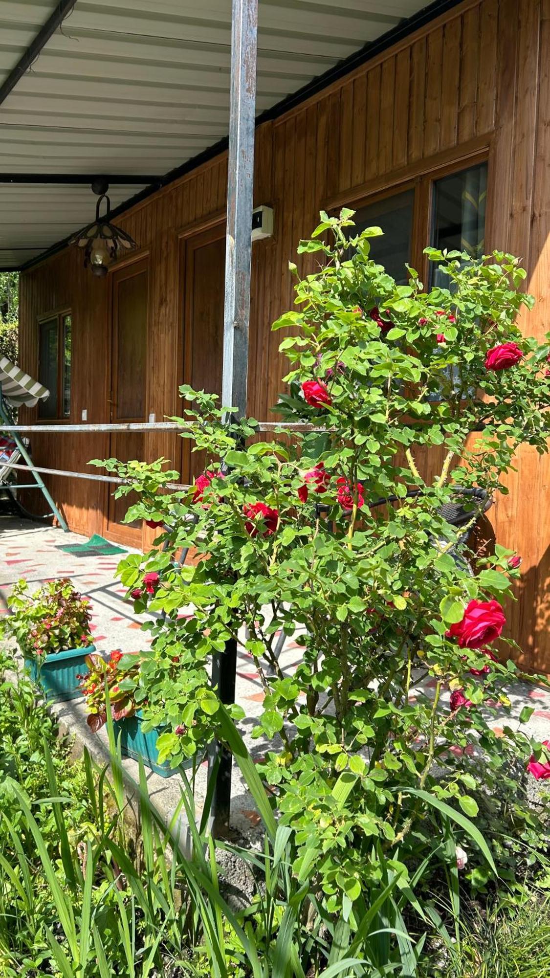 Ludwig Guesthouse Лагодехи Екстериор снимка